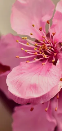 This live phone wallpaper showcases a stunning macro photograph of a pink blossom on a tree branch