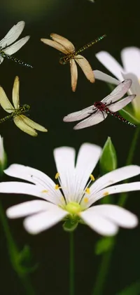 This phone live wallpaper features a stunning nature scene with dragonflies perched on a white flower