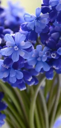 This live phone wallpaper features a stunning arrangement of blue flowers in a vase