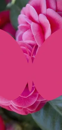 This live wallpaper for phones features a pink flower with a cut-out butterfly design