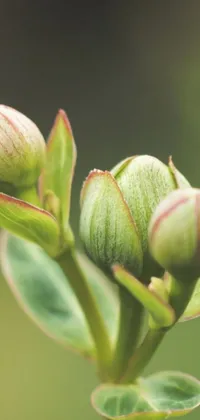 This live wallpaper captures the stunning detail of a budding flower on a Nothofagus plant