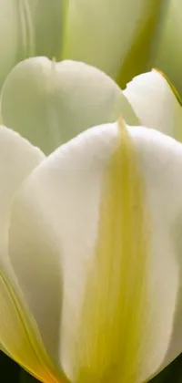 This phone live wallpaper features a stunning macro photograph of white flowers in full bloom