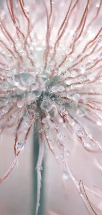 This live phone wallpaper features a close-up of a stunning flower with water droplets on it