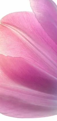 This lively phone wallpaper showcases a stunning pink tulip in close-up