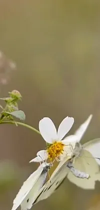 The Fluttering Butterfly Live Wallpaper is a breathtaking mobile wallpaper that will connect you with nature's beauty