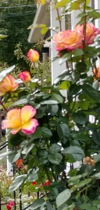 This live wallpaper features a stunning image of a bush of pink and yellow roses in front of a house