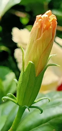 This stunning phone live wallpaper showcases a close up of a flower bud on a plant captured in the style of Romanticism