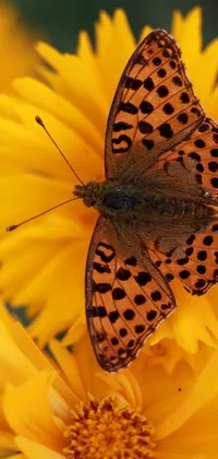Looking for a stunning phone wallpaper? Check out this live wallpaper featuring a beautiful butterfly resting on a yellow flower