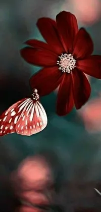 This phone live wallpaper depicts a delicate butterfly resting on a bright red flower, while the background changes to show the seasons