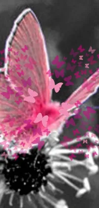 Looking for a stunning live wallpaper for your phone? This digital art features a pink butterfly sitting on a flower in shades of black, white, and pink
