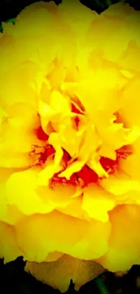 This stunning live wallpaper depicts a close-up of a vibrant yellow flower set against a black background
