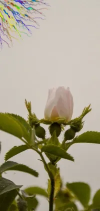 This phone live wallpaper displays a beautiful close-up photograph of a flower and tree in the background against a serene overcast sky