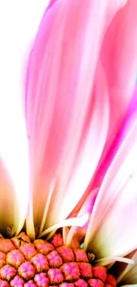 This stunning phone live wallpaper depicts a vibrant pink flower with long, delicate petals against a beautiful blue background