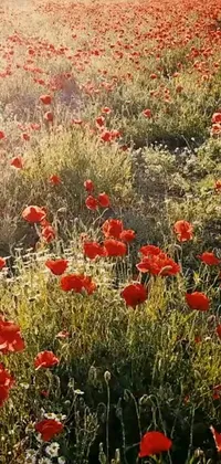 This live wallpaper for your phone shows a picturesque field filled with vibrant red flowers in Iran