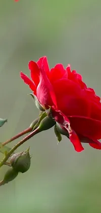 This phone live wallpaper depicts a red rose swaying on top of a green stem, alongside various blossoming flowers