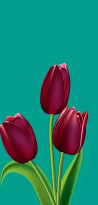 Get mesmerized with the stunning beauty of three red tulips on a green background with this trending Pixabay live wallpaper