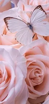 This cute live phone wallpaper features a white butterfly perched on a cluster of pink roses