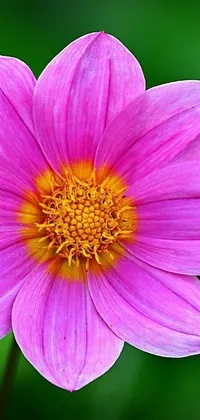 This phone live wallpaper boasts a stunning close-up of a pink cosmos flower with a yellow center