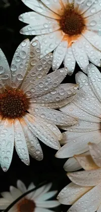 Transform your phone screen with this stunning live wallpaper featuring photorealistic white flowers adorned with water droplets