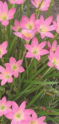 This live wallpaper is a beautiful close-up of pink flowers, swaying gently with grass and aquatic plants in the background