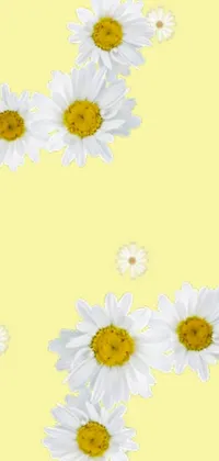 This phone live wallpaper features beautiful white daisies on a soft yellow background