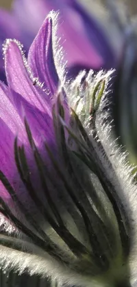 This phone live wallpaper showcases a detailed macro photograph of purple flowers by Mandy Jurgens