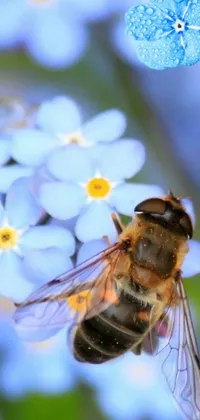 This stunning live wallpaper for your phone features a captivating macro photograph of a bee on a vibrant blue flower