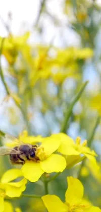 This stunning phone live wallpaper features an image of a bee resting on a yellow flower