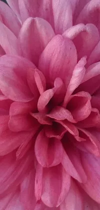 This phone live wallpaper showcases a stunning and intricate depiction of pink chrysanthemum petals in crisp detail