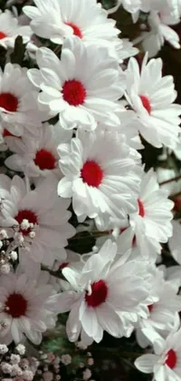 This phone live wallpaper showcases a stunning image of white daisies with red centers