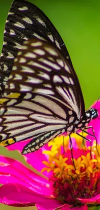 This live wallpaper features a gorgeous pink flower with a butterfly perched atop its petals