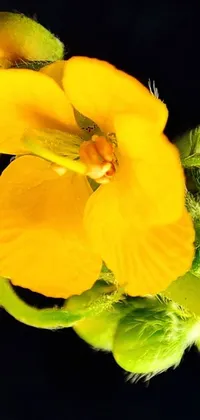 This phone live wallpaper features a highly-detailed close-up of a yellow flower known as tremella fuciformis, also called the yellow creeper