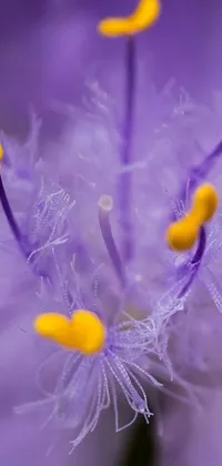 This stunning live wallpaper showcases a detailed macro photograph of a purple flower with yellow stamens against a lavender background