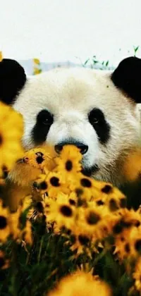 Looking for a beautiful live wallpaper for your phone? This one features a cute panda bear sitting amidst a field of sunflowers with round symmetrical eyes