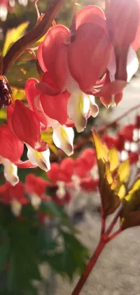 Add a touch of magic to your phone with this mesmerizing live wallpaper featuring stunning red and white flowers up close
