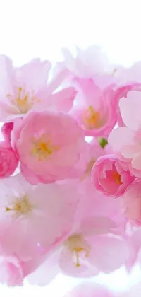 This delightful <a href="/">live phone wallpaper</a> captures the stunning beauty of pink flowers