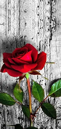 The mobile wallpaper showcases a stunning photograph of a single red rose sitting on wood, with black, white, and red colors meticulously creating a romantic ambiance