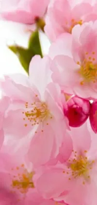 "Adorn your mobile screen with this charming live wallpaper featuring a close-up shoot of blooming pink flowers, resembling cherry trees