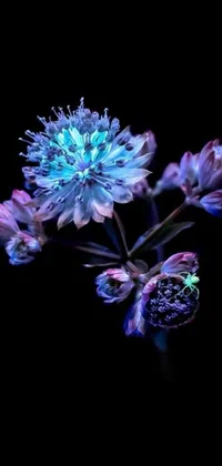 This phone wallpaper showcases a stunning close-up of a vibrant purple and blue flower with a crown of blue flowers on a black background