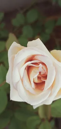 This phone live wallpaper showcases a stunning 4K high-res image of a pink rose amidst green leaves