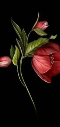 Add a pop of color and elegance to your mobile device with this realistic close-up flower live wallpaper