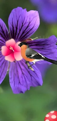 Discover a stunning phone live wallpaper featuring a colorful bird perched atop a vibrant purple flower