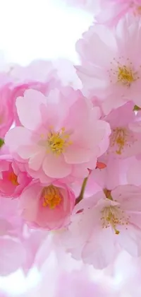 This phone live wallpaper showcases a stunning close-up image of pink flowers, including sakura from Cardcaptor Sakura, captured in high definition