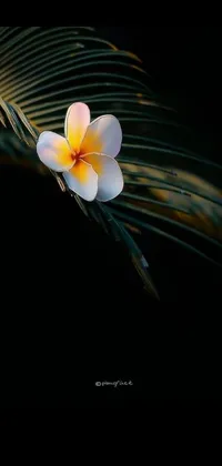 Enhance your phone's aesthetic appeal with this stunning live wallpaper showcasing a minimalistic yet captivating close-up shot of a plumeria flower on a palm leaf