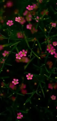 This beautiful phone live wallpaper depicts a bundle of charming pink flowers on a lush green field against a dark background, with tiny stars and Drosera Capensis adding to the look