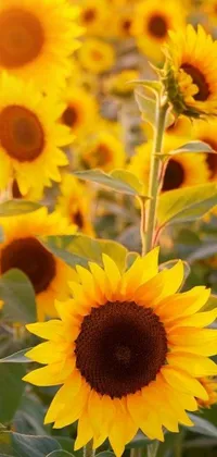 This stunning phone live wallpaper features a scenic view of a sunflower field on a bright and sunny day