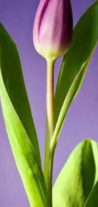 This exquisite live wallpaper captures the striking beauty of a tall stem tulip