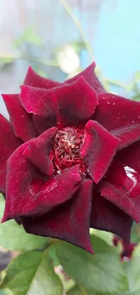 This live wallpaper displays a detailed close-up of a queen black rose plant with a giant dark red flower head and thorny, sleek stem