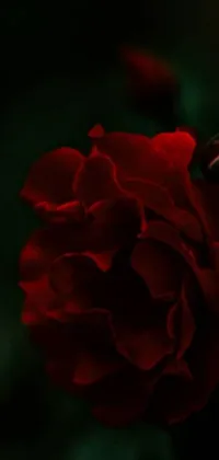 This phone live wallpaper showcases a stunning close-up of a red rose in the dark, perfect for creating a romantic atmosphere