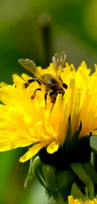 This phone live wallpaper features a stunning image of a bee resting on a beautiful yellow flower